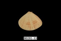 藏品(花蛤)的圖片